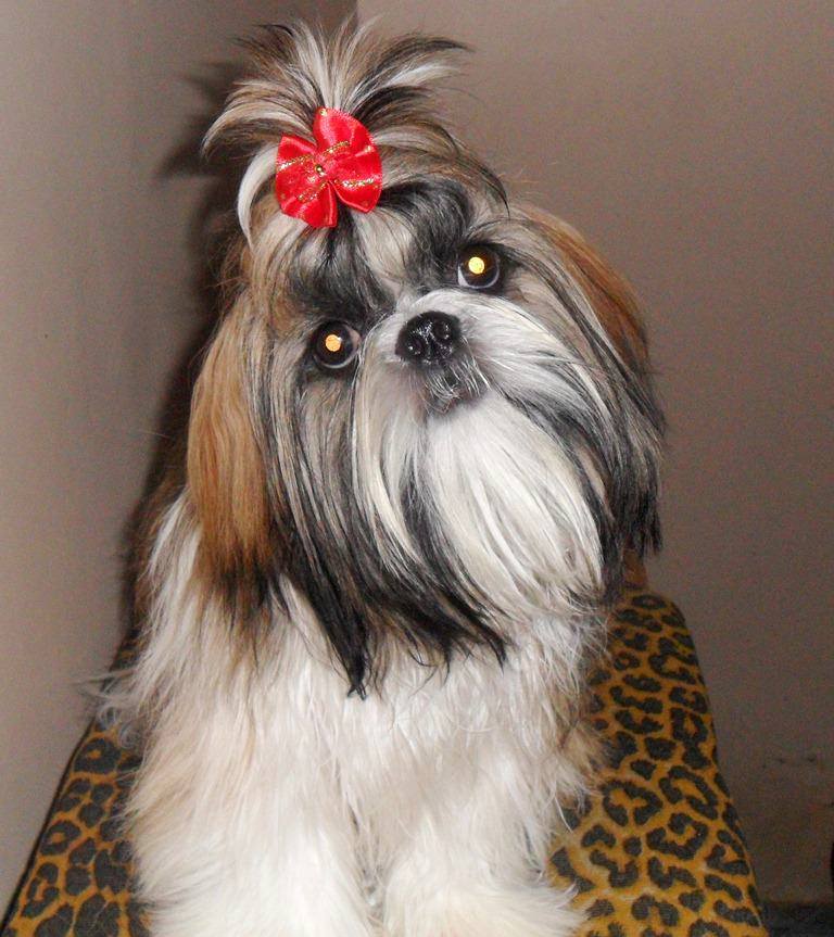 canil de shih tzu rj