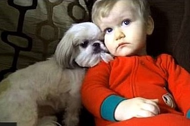 canil de shih tzu rj