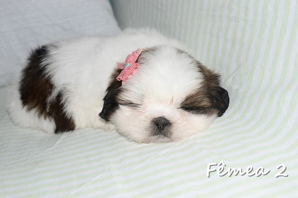 Filhotes de Shih tzu Lhasa - Cachorros e acessórios - Muribeca