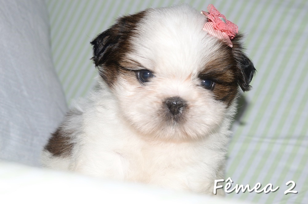 Filhotes de Shih tzu Lhasa - Cachorros e acessórios - Muribeca